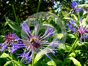 Blue cornflowers and green leaves and a bee