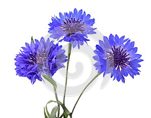 Blue cornflowers isolated