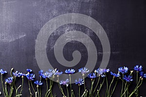 Blue cornflowers on old blackboard with scratches