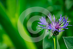 Blue cornflowers in park