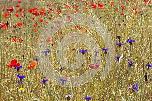 Blue cornflowers and red poppies