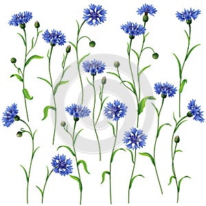 Blue cornflowers set photo