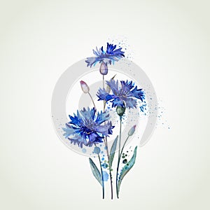 Blue cornflowers photo