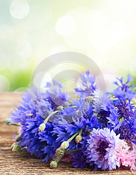 Blue cornflowers on white