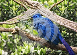 Blue Coua, Coua caerulea with deep blue feathers
