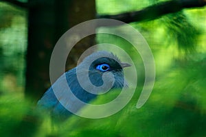 Blue Coua, Coua coerulea, rare grey and blue bird with crest, in nature habitat. Couca sitting on the branch, Madagacar. Birdwatch photo