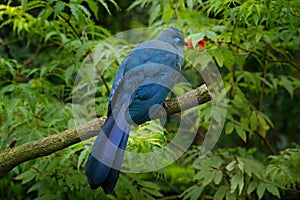 Blue Coua, Coua coerulea, rare grey and blue bird with crest, in nature habitat. Couca sitting on the branch, Madagacar. Birdwatch photo
