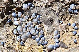 Blue cowries