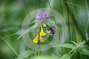 blue cowwheat (Melampyrum nemorosum), pansy