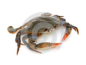 Blue Crab