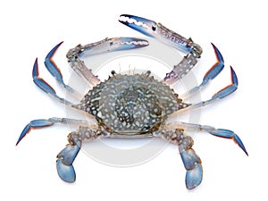 Blue crab