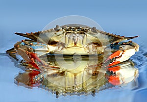 Blue crab