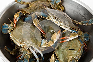 Blue Crab