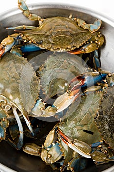 Blue Crab