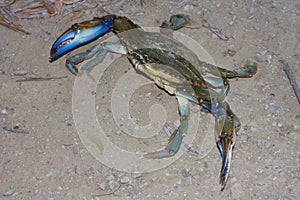 Azul cangrejo atlántico azul cangrejo azul cangrejo ()  sobre el arenoso Playa 