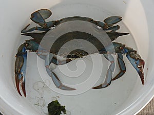 Blue crab Callinectes