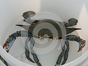 Blue crab Callinectes