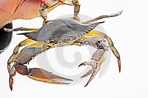 Blue crab, Callinectes sapidus