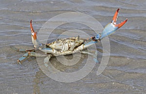Blue crab Callinectes sapidus close up