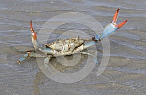 Blue crab Callinectes sapidus close up photo