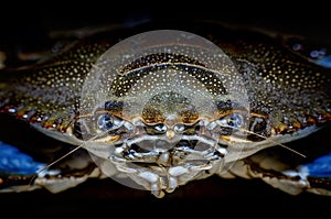 Blue Crab with claw front view