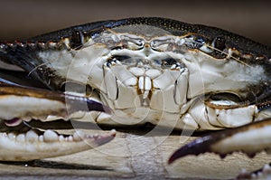 Blue Crab with claw front view1