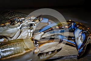 Blue Crab with claw side view