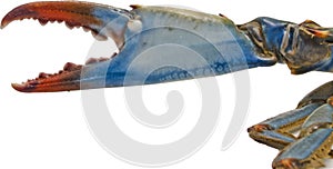 Blue crab claw on white background to future tasty crustacean-based recipe