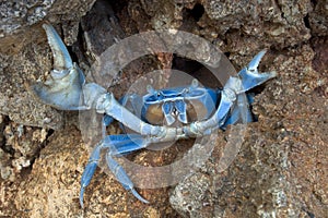 Blue Crab in Defensive Stance