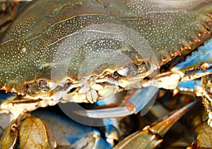 Blue Crab face up-close