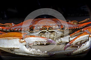 Blue Crab front view2