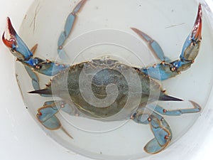 Blue Crab photo