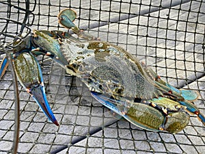 Blue Crab from the Gulf of Mexico