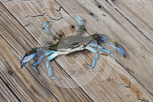 Blue Crab Johns Island SC