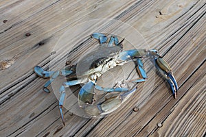 Blue Crab Johns Island SC