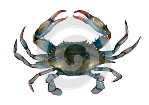 Blue crab raw isolated illustration