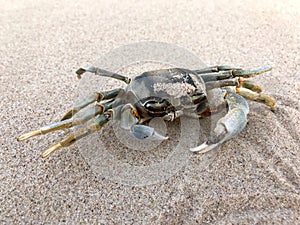 Blue crab in the sand and near The Sea of Cortez