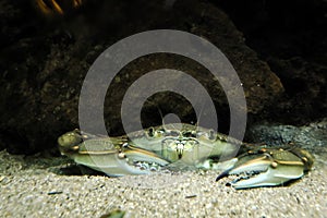 blue crab underwater in adriatic sea Callinectes sapidus