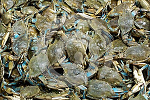 Blue Crabs