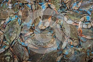 Blue Crabs