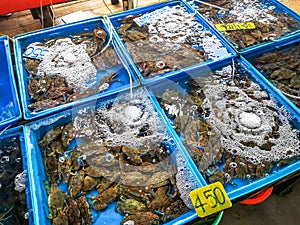 Blue crabs in Ban Samaesarn seefood market