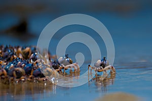 Blue Crabs at the beach