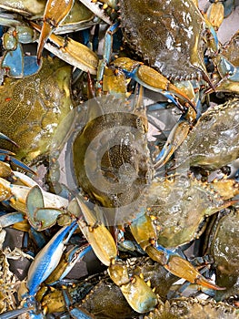 Blue crabs in brushel basket