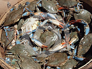 Blue crabs close up4