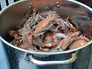 Blue crabs cooked in pot 2