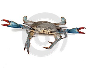 Blue crabs in fight pose 2