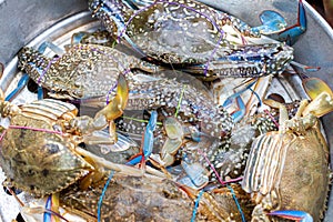 Blue Crabs in stainless Pot waiting for steaming, it is a easy homemade cooking.