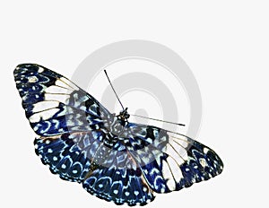 Blue Cracker Butterfly Cutout