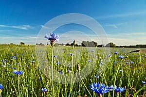 Blue Crambe flower in a meadow