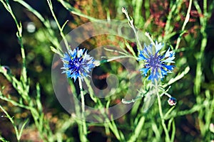 Blue Crambe flower in a meadow